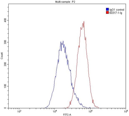 [60317-1-IG-20UL] GOT1 Monoclonal antibody