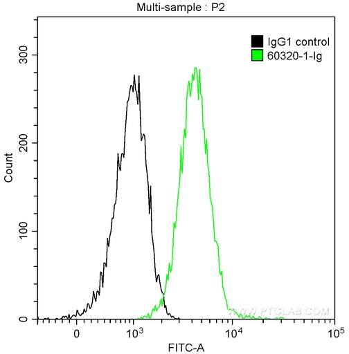[60320-1-IG-150UL] Cytokeratin 14 Monoclonal antibody