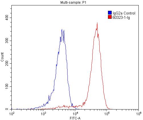 [60323-1-IG-20UL] CD39/ENTPD1 Monoclonal antibody