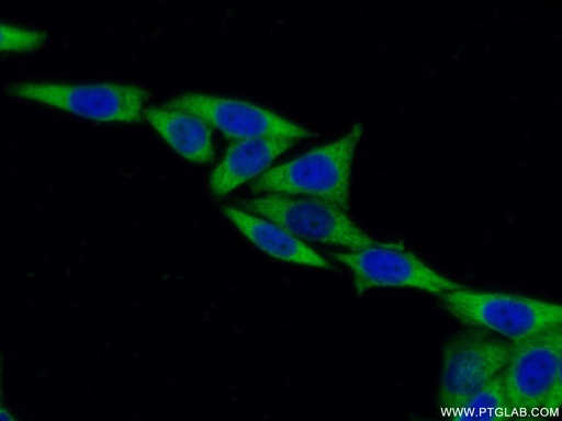 [60329-1-IG-150UL] EEF1B2 Monoclonal antibody