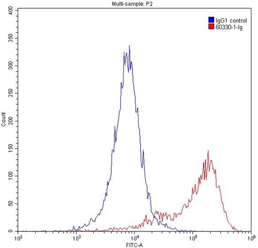 [60330-1-IG-150UL] Vimentin Monoclonal antibody