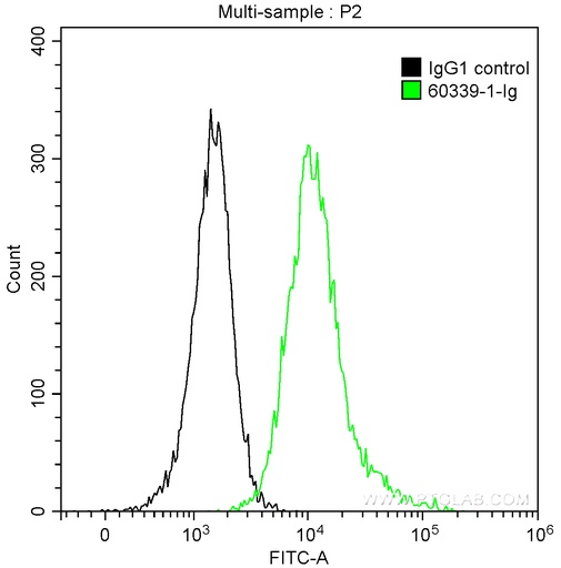 [60339-1-IG-150UL] CX3CL1 Monoclonal antibody