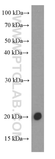 [60341-1-IG-150UL] FGF18 Monoclonal antibody