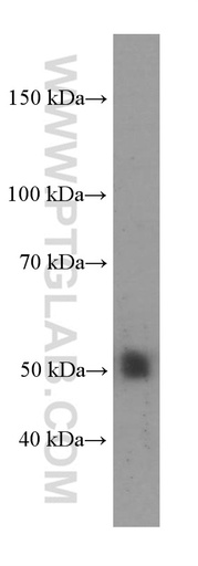 [60345-1-IG-20UL] NR1H2 Monoclonal antibody