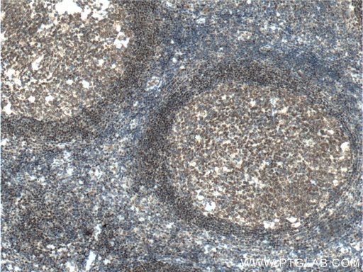 [60349-1-IG-150UL] BSAP,PAX5 Monoclonal antibody