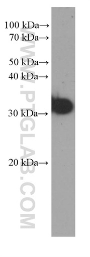 [60354-1-IG-20UL] CD99 Monoclonal antibody