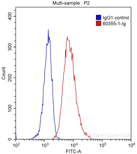 [60355-1-IG-20UL] TIM3 Monoclonal antibody