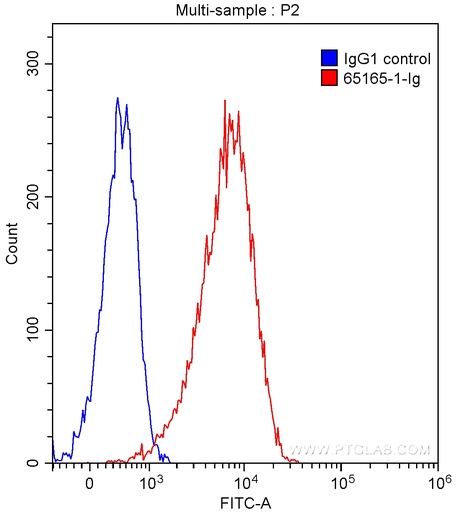 [65165-1-IG-100UG] Anti-Human CD86 (BU63)