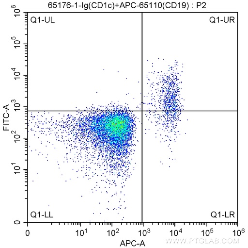 [65176-1-IG-100UG] Anti-Human CD1c (L161)