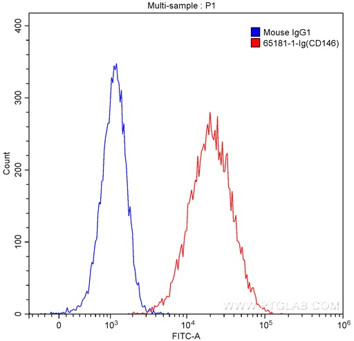 [65181-1-IG-100UG] Anti-Human CD146 (P1H12)