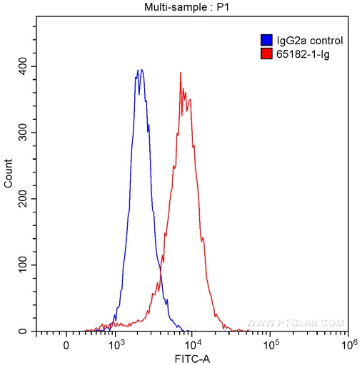 [65182-1-IG-100UG] Anti-Human CDK1 (POH-1)