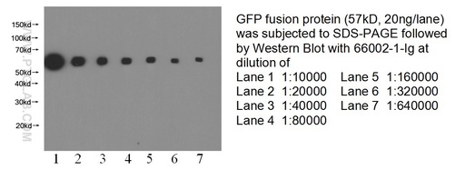 [66002-1-IG-150UL] GFP tag Monoclonal antibody