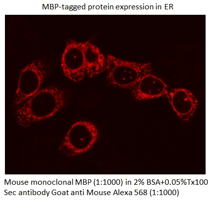 [66003-1-IG-150UL] MBP tag Monoclonal antibody