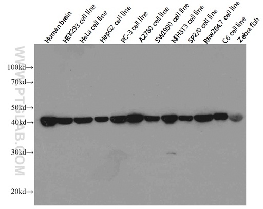 [66009-1-IG-150UL] Beta Actin Monoclonal antibody