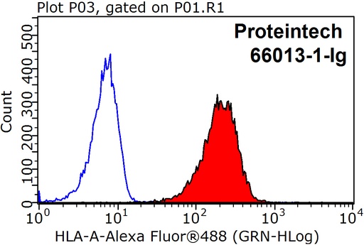 [66013-1-IG-150UL] HLA class I ABC Monoclonal antibody