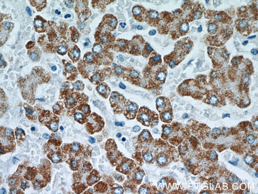 [66018-1-IG-20UL] TST Monoclonal antibody