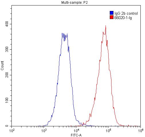 [66020-1-IG-20UL] Bcl-XL Monoclonal antibody