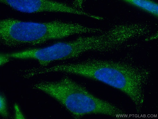 [66026-1-IG-20UL] MCL1 Monoclonal antibody
