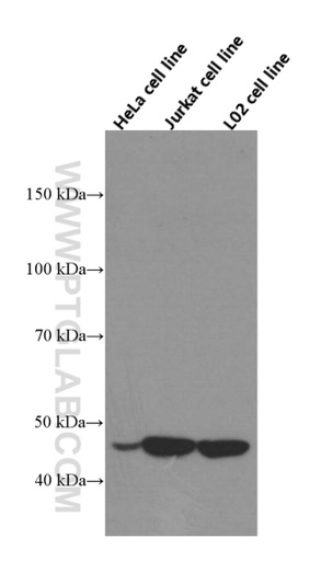 [66028-1-IG-20UL] RNH1 Monoclonal antibody