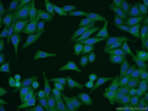 [66038-1-IG-150UL] CUL4A Monoclonal antibody