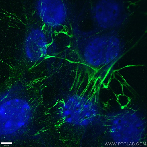 [66042-1-IG-20UL] Fibronectin Monoclonal antibody