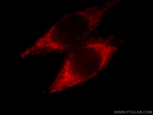 [66050-1-IG-20UL] NDUFA4L2 Monoclonal antibody