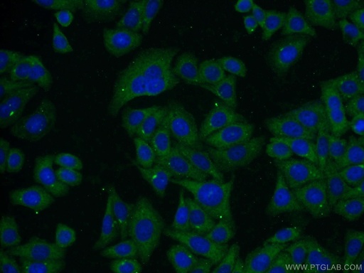 [66051-1-IG-150UL] Albumin Monoclonal antibody