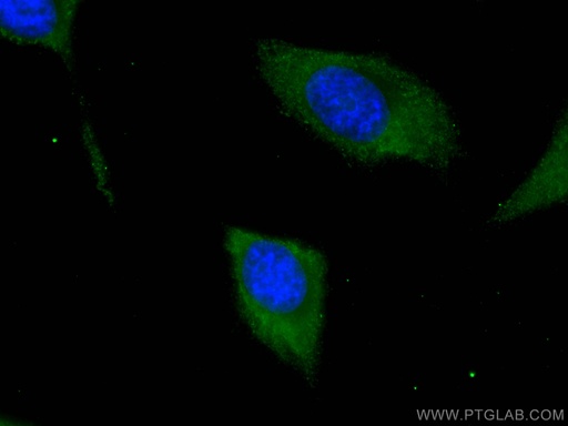 [66055-1-IG-20UL] PA2G4 Monoclonal antibody