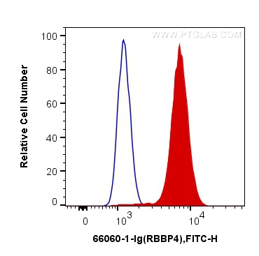 [66060-1-IG-150UL] RBAP48 Monoclonal antibody
