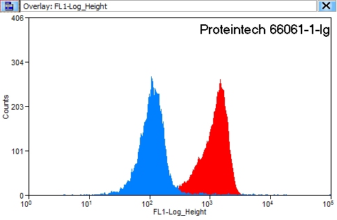 [66061-1-IG-20UL] 14-3-3 Monoclonal antibody