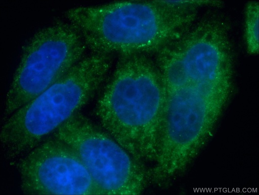 [66063-1-IG-20UL] NTF2 Monoclonal antibody