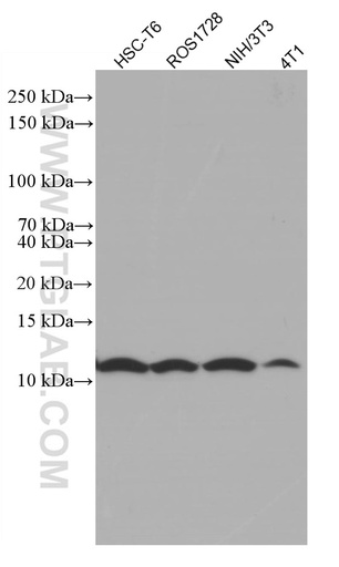 [66068-1-IG-150UL] SRP9 Monoclonal antibody