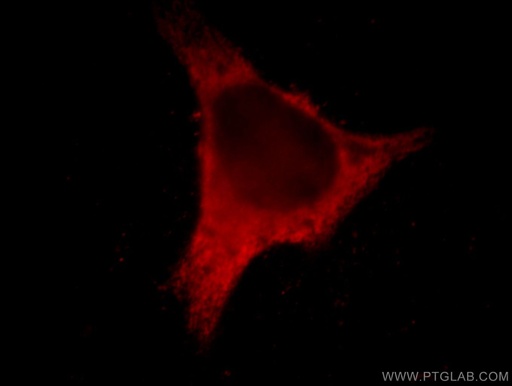 [66071-1-IG-150UL] EPLIN Monoclonal antibody
