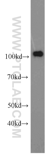 [66075-1-IG-20UL] PMS2 Monoclonal antibody