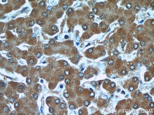 [66076-1-IG-150UL] TTL Monoclonal antibody