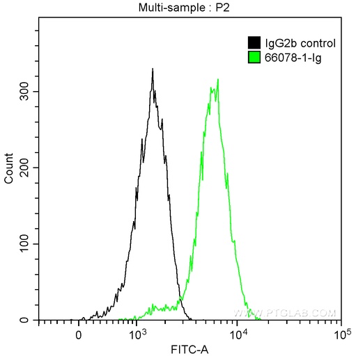 [66078-1-IG-20UL] Alpha Antichymotrypsin Monoclonal antibody