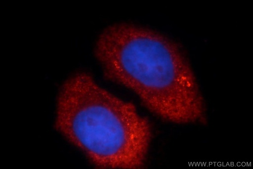 [66087-1-IG-150UL] UBE2C Monoclonal antibody