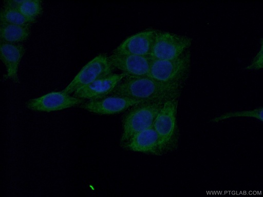 [66092-1-IG-20UL] Melanophilin Monoclonal antibody