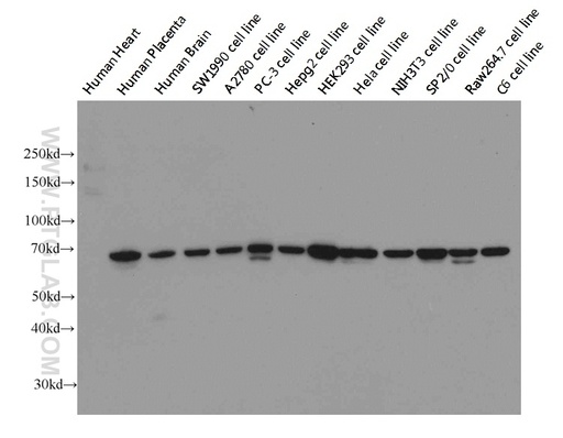 [66095-1-IG-150UL] Lamin B1 Monoclonal antibody