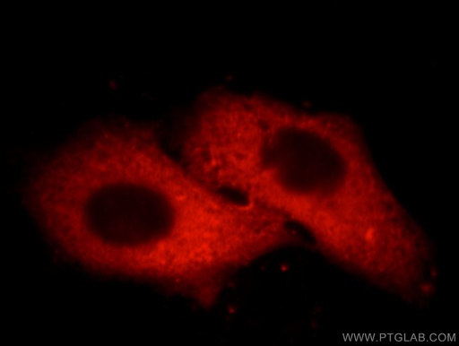 [66097-1-IG-150UL] ORM1/2 Monoclonal antibody