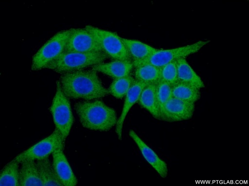 [66101-1-IG-150UL] P4HA1 Monoclonal antibody