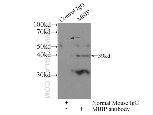 [66102-1-IG-20UL] MBIP Monoclonal antibody
