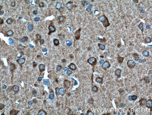 [66106-1-IG-20UL] SULT4A1 Monoclonal antibody