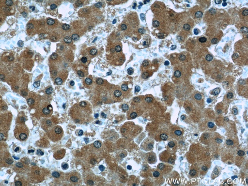 [66109-1-IG-20UL] Clusterin Monoclonal antibody