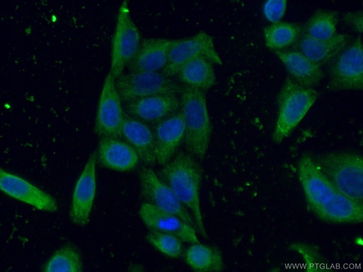 [66113-1-IG-150UL] AFM Monoclonal antibody