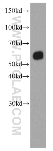 [66116-1-IG-20UL] SMARCD1 Monoclonal antibody