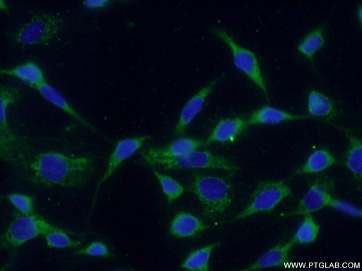 [66122-1-IG-20UL] RAC1 Monoclonal antibody