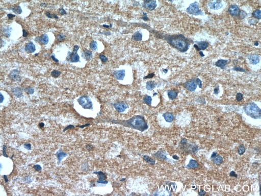 [66128-1-IG-150UL] OXA1L Monoclonal antibody