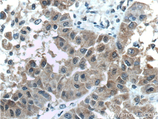 [66129-1-IG-20UL] Arginase-1 Monoclonal antibody