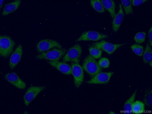 [66130-1-IG-20UL] RPL3 Monoclonal antibody